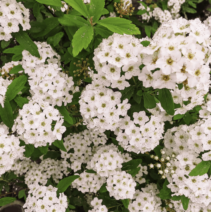 Image for Spirea Shrub